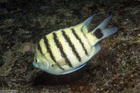 Abudefduf lorenz (Black-Tail Sergeant)