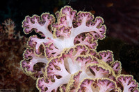 Dendronephthya sp.1 (Dendronephthya)