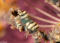 Pontonides ankeri (Barred Wire Coral Shrimp)