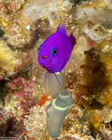 Pictichromis porphyrea (Magenta Dottyback)
