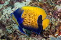 Pomacanthus navarchus (Bluegirdled Angelfish)