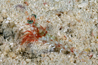 Metapenaeopsis sp.1 (Metapenaeopsis sp.1)