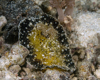 Thordisa villosa (Shaggy Thordisa)