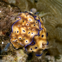Hypselodoris tryoni (Tryon's Risbecia)