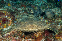 Eucrossorhinus dasypogon (Tasselled Wobbegong)
