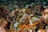 Scorpaenopsis oxycephala (Tasseled Scorpionfish)