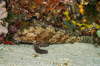 Epinephelus merra (Honeycomb Grouper)