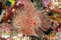 Protula bispiralis (Red Fan Worm)