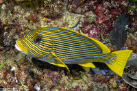Plectorhinchus polytaenia (Ribbon Sweetlips)