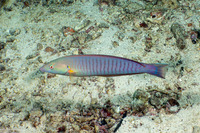 Hologymnosus doliatus (Pastel Ring Wrasse)