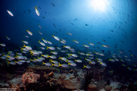 Caesio cuning (Yellowtail Fusilier)