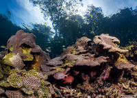 Diploastrea heliopora (Honeycomb Coral)
