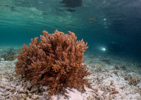 Litophyton arboreum (Litophyton Arboreum)