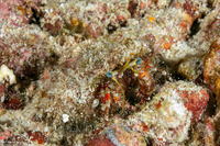 Dardanus sanguinocarpus (Bloody Hermit Crab)