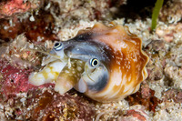 Tridentarius dentatus (Toothed Conch)