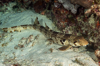 Hemiscyllium freycineti (Raja Epaulette Shark)