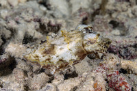 Sepia bandensis (Dwarf Cuttlefish)