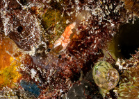 Cuapetes sp.6 (Dark-Eye Cuapetes)