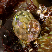 Nerita nigrita (Nigrita Nerite)