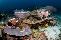 Turbinaria sp.1 (Turbinaria sp.1)