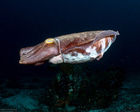 Sepia pharaonis (Pharaoh Cuttlefish)