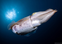 Sepia pharaonis (Pharaoh Cuttlefish)