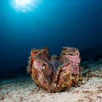 Tridacna gigas (Giant Clam)