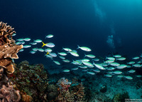 Caesio caerulaurea (Scissortail Fusilier)