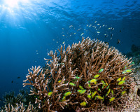Chromis viridis (Blue-Green Chromis)