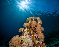 Xenia sansibariana (Xenia Sansibariana)