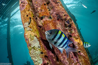 Abudefduf vaigiensis (Indo-Pacific Sergeant)