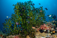 Tubastraea micranthus (Black Sun Coral)
