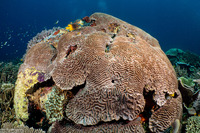 Platygyra sinensis (Platygyra Sinensis)