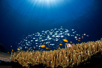 Chromis viridis (Blue-Green Chromis)