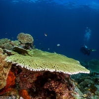 Acropora hyacinthus (Hyacinth Table Coral)