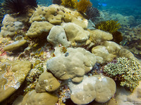 Porites sp.1 (Porites sp.1)