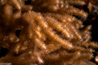 Menella sp.2 (Menella sp.2)