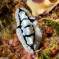 Phyllidiopsis shireenae (Shireen's Phyllidiopsis)
