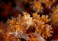 Hoplophrys oatesii (Soft Coral Crab)