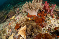 Heteractis malu (Delicate Sea Anemone)