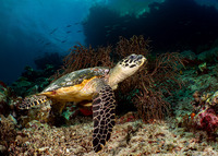 Eretmochelys imbricata (Hawksbill Turtle)