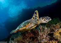 Eretmochelys imbricata (Hawksbill Turtle)