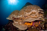 Porites sp.1 (Porites sp.1)