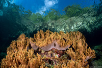 Sinularia sp.1 (Leather Coral)