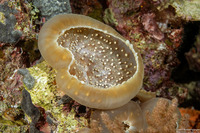 Amplexidiscus fenestrafer (Giant Cup Mushroom Coral)