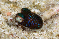 Euprymna berryi (Berry's Bobtail Squid)