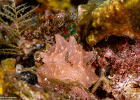 Halgerda batangas (Batangas Halgerda)