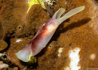 Chelidonura amoena (Lovely Headshield Slug)