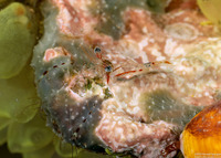 Cuapetes sp.2 (Cuapetes sp.2)