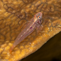 Phyllogobius platycephalops (Flathead Goby)